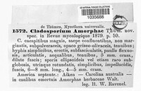 Cladosporium amorphae image